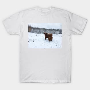 Scottish Highland Cattle Cow and Calf 1585 T-Shirt